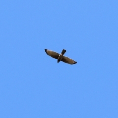 Accipiter fasciatus (Brown Goshawk) at West Wodonga, VIC - 2 Sep 2023 by KylieWaldon