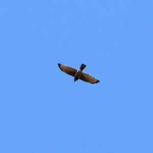 Accipiter fasciatus at West Wodonga, VIC - 2 Sep 2023