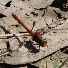 Diplacodes bipunctata (Wandering Percher) at West Wodonga, VIC - 2 Sep 2023 by KylieWaldon