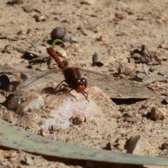 Diplacodes bipunctata at West Wodonga, VIC - 2 Sep 2023