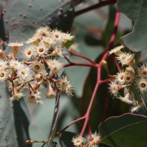 Eucalyptus polyanthemos at West Wodonga, VIC - 2 Sep 2023 12:19 PM