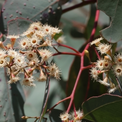 Eucalyptus polyanthemos (Red Box) at Wodonga - 2 Sep 2023 by KylieWaldon