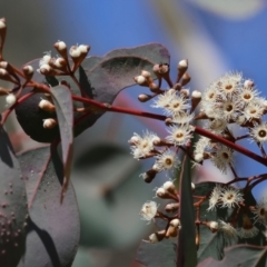 Eucalyptus polyanthemos at West Wodonga, VIC - 2 Sep 2023 12:19 PM