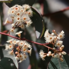 Eucalyptus polyanthemos at West Wodonga, VIC - 2 Sep 2023