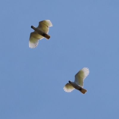 Cacatua galerita (Sulphur-crested Cockatoo) at Federation Hill - 2 Sep 2023 by KylieWaldon