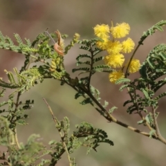 Acacia cardiophylla (Wyalong Wattle) at Wodonga - 2 Sep 2023 by KylieWaldon
