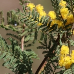 Acacia cardiophylla at West Wodonga, VIC - 2 Sep 2023 12:30 PM