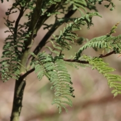 Acacia cardiophylla at West Wodonga, VIC - 2 Sep 2023
