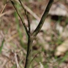 Acacia cardiophylla at West Wodonga, VIC - 2 Sep 2023 12:30 PM