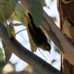 Zosterops lateralis (Silvereye) at Federation Hill - 2 Sep 2023 by KylieWaldon