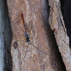 Ichneumonoidea (Superfamily) at Federation Hill - 2 Sep 2023 by KylieWaldon