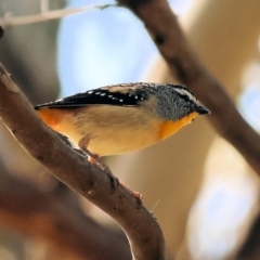 Pardalotus punctatus (Spotted Pardalote) at Wodonga - 2 Sep 2023 by KylieWaldon