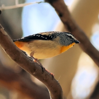 Pardalotus punctatus (Spotted Pardalote) at West Wodonga, VIC - 2 Sep 2023 by KylieWaldon