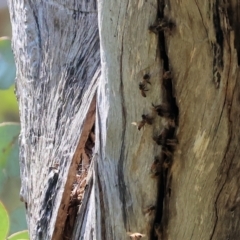 Apis mellifera (European honey bee) at Federation Hill - 2 Sep 2023 by KylieWaldon