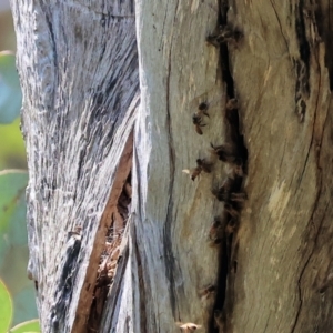 Apis mellifera at West Wodonga, VIC - 2 Sep 2023