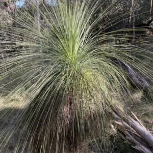 Xanthorrhoea glauca subsp. angustifolia at Paddys River, ACT - suppressed