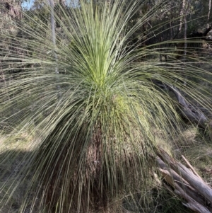 Xanthorrhoea glauca subsp. angustifolia at Paddys River, ACT - 2 Sep 2023