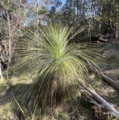 Xanthorrhoea glauca subsp. angustifolia at Paddys River, ACT - 2 Sep 2023