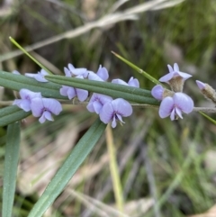 Hovea heterophylla (Common Hovea) at Tidbinbilla Nature Reserve - 2 Sep 2023 by Mavis