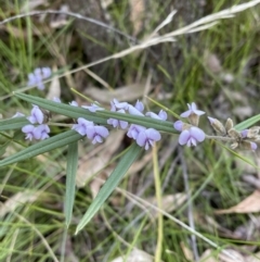 Hovea heterophylla at Paddys River, ACT - 2 Sep 2023