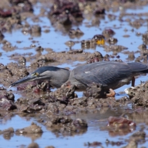 Butorides striata at Wellington Point, QLD - 31 Aug 2023