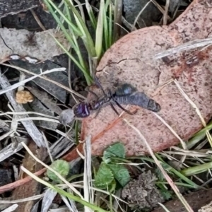 Lepidoptera unclassified IMMATURE at Aranda, ACT - 2 Sep 2023