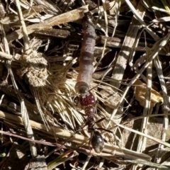 Lepidoptera unclassified IMMATURE at Aranda, ACT - 2 Sep 2023