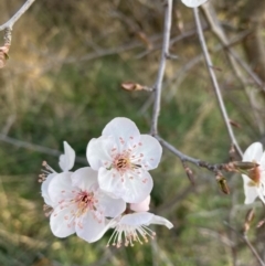 Prunus sp. (A Plum) at Mount Majura - 1 Sep 2023 by waltraud