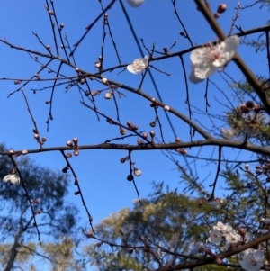 Prunus sp. at Hackett, ACT - 1 Sep 2023 04:54 PM