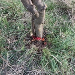 Prunus sp. at Hackett, ACT - 1 Sep 2023 04:54 PM