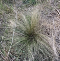 Nassella trichotoma (Serrated Tussock) at Mount Majura - 1 Sep 2023 by waltraud