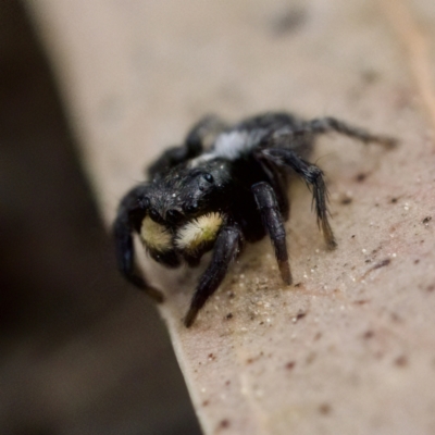 Salticidae sp. 'Golden palps' (Unidentified jumping spider) at Gungahlin, ACT - 27 Aug 2023 by KorinneM