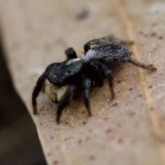 Salticidae sp. 'Golden palps' at Gungahlin, ACT - 27 Aug 2023