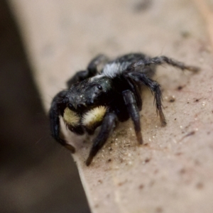 Salticidae sp. 'Golden palps' at Gungahlin, ACT - 27 Aug 2023 02:48 PM