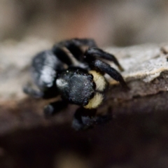 Salticidae sp. 'Golden palps' at Gungahlin, ACT - 27 Aug 2023