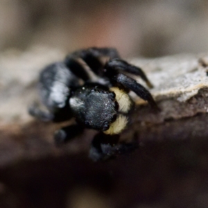 Salticidae sp. 'Golden palps' at Gungahlin, ACT - 27 Aug 2023