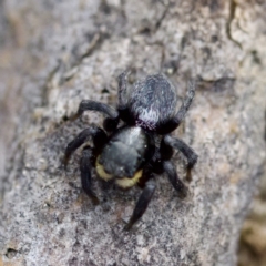 Salticidae sp. 'Golden palps' at Gungahlin, ACT - 27 Aug 2023