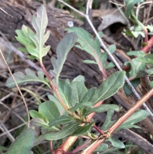 Lonicera japonica at Hackett, ACT - 1 Sep 2023