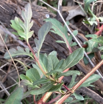 Lonicera japonica (Japanese Honeysuckle) at Mount Majura - 1 Sep 2023 by waltraud