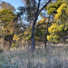 Acacia decurrens (Green Wattle) at Mount Majura - 3 Sep 2023 by waltraud