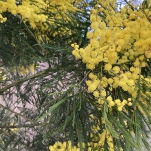 Acacia decurrens at Hackett, ACT - 3 Sep 2023