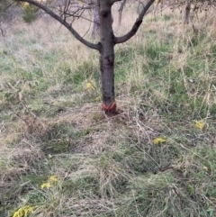 Acacia decurrens at Hackett, ACT - 3 Sep 2023