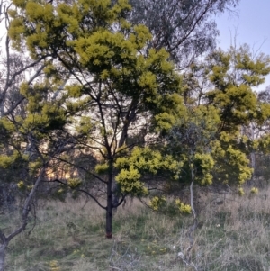 Acacia decurrens at Hackett, ACT - 3 Sep 2023