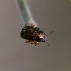 Unidentified Leaf beetle (Chrysomelidae) at Forde, ACT - 27 Aug 2023 by KorinneM