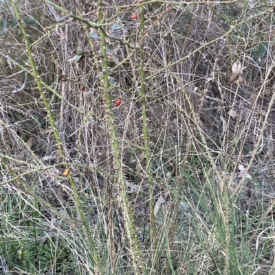 Rosa sp. (A Wild Rose) at Hackett, ACT - 1 Sep 2023 by waltraud