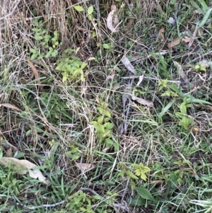 Ligustrum lucidum at Hackett, ACT - 1 Sep 2023 05:16 PM