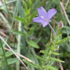 Epilobium pallidiflorum (Showy Willow Herb) at Braidwood, NSW - 22 Mar 2023 by JaneR