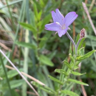 Epilobium pallidiflorum (Showy Willow Herb) at Braidwood, NSW - 22 Mar 2023 by JaneR