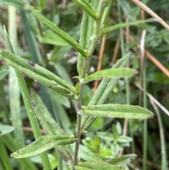 Epilobium billardiereanum subsp. hydrophilum at Braidwood, NSW - 22 Mar 2023