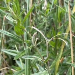 Epilobium billardiereanum subsp. hydrophilum at Braidwood, NSW - 22 Mar 2023 12:52 PM